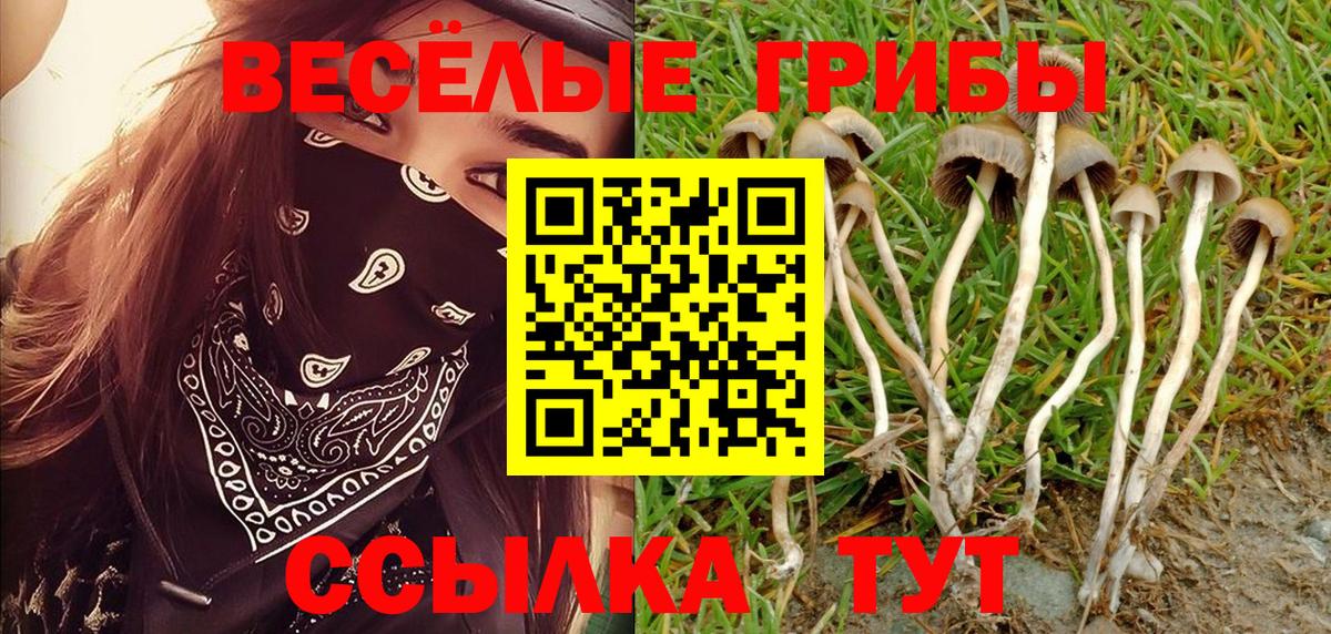 Псилоцибиновые грибы GOLDEN TEACHER  Галлюциногенные грибы мицелий  Кохма  Вход с VPN 